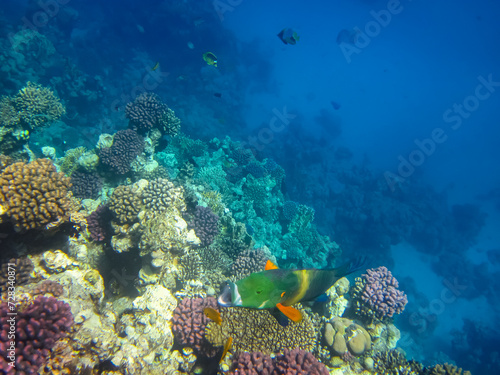 Beautiful fish in the expanses of the coral reef of the Red Sea © glebantiy