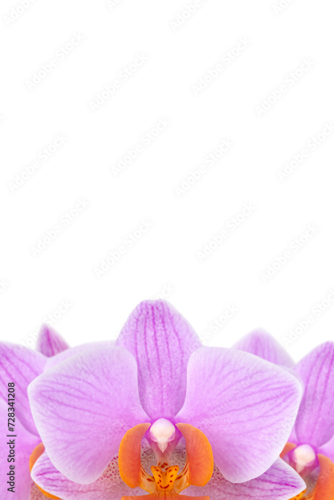 Pink orchid flowers isolated on transparent background, copy space. Pink orchid flowers isolated on transparent background, copy space.