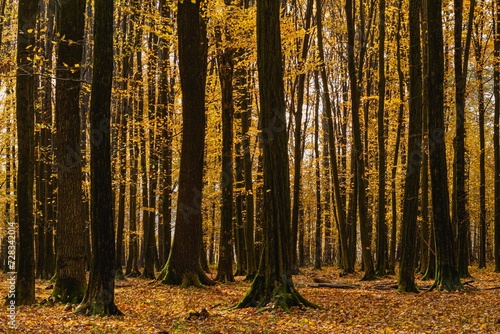 Stary las jesienią