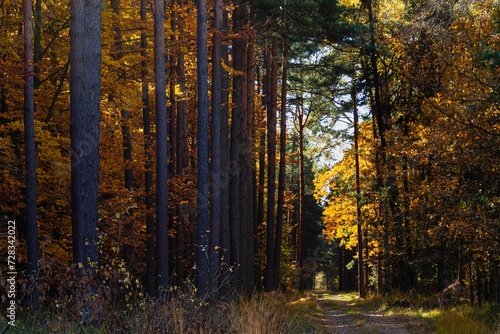 Stary las jesieni  