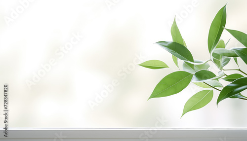 Green branch on white background in garden  spring concept