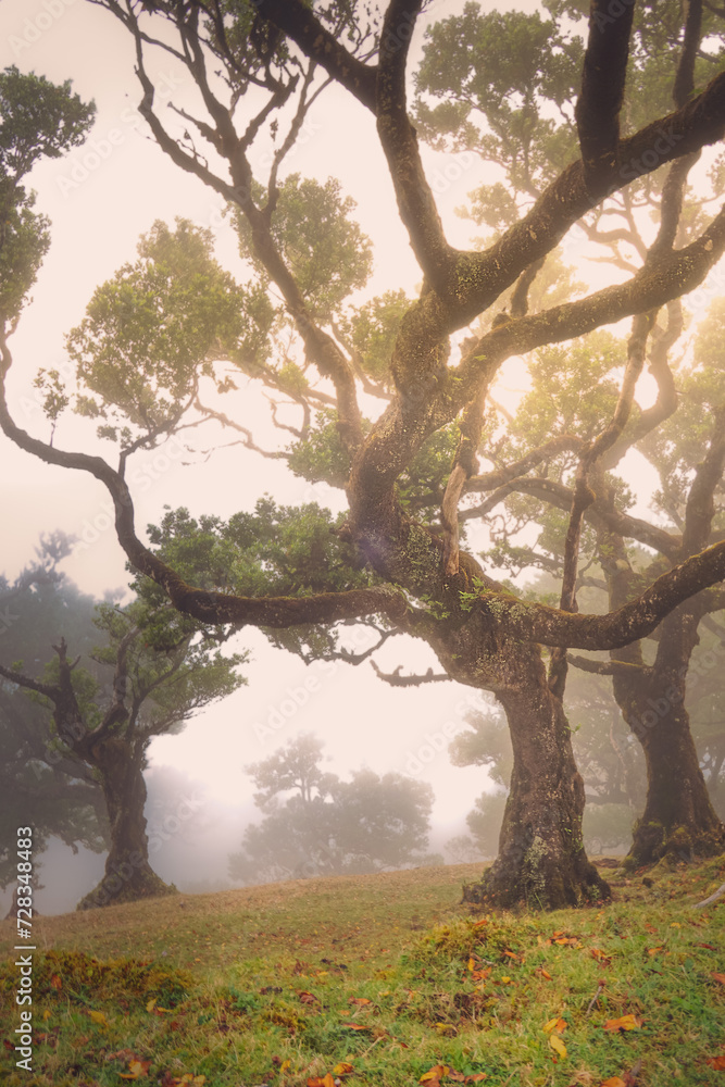 Ancient trees loom in fog.