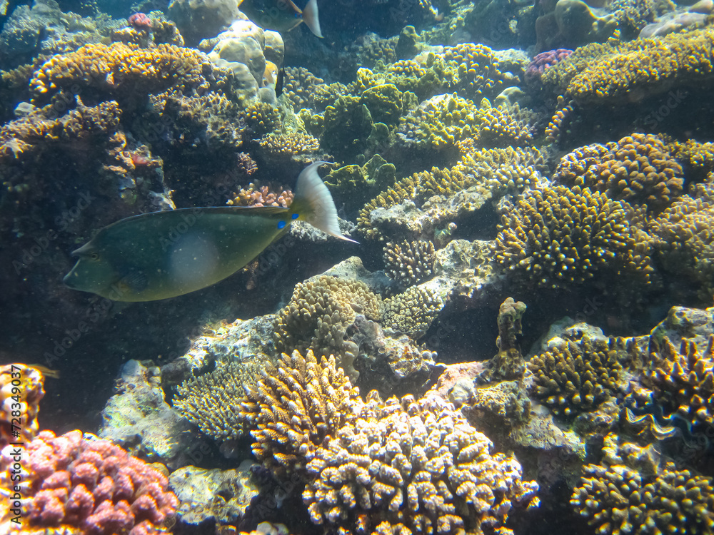 Fototapeta premium A fabulously beautiful coral reef and its inhabitants in the Red Sea
