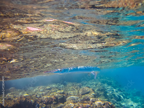 A fabulously beautiful coral reef and its inhabitants in the Red Sea