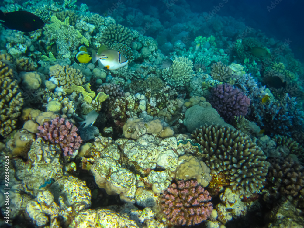 A fabulously beautiful coral reef and its inhabitants in the Red Sea