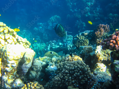 Fototapeta Naklejka Na Ścianę i Meble -  A fabulously beautiful coral reef and its inhabitants in the Red Sea