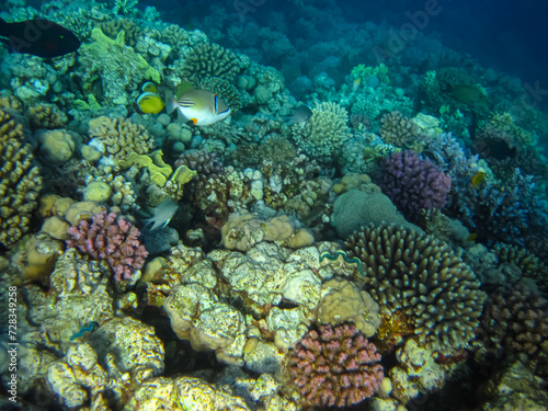 A fabulously beautiful coral reef and its inhabitants in the Red Sea © glebantiy