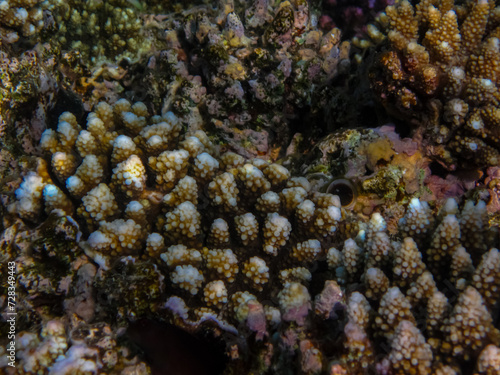 A fabulously beautiful coral reef and its inhabitants in the Red Sea