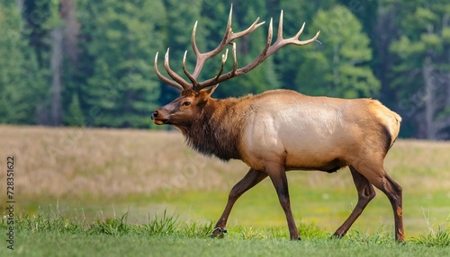 Wallpaper Mural bull Torontodigital.ca
