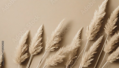 dry pampas grass reeds agains on beige background beautiful pattern with neutral colors minimal stylish monochrome concept flat lay top view copy space set sail champagne trend color 2021 photo