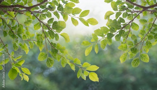 branch leaves or green leaf tree leaf frame