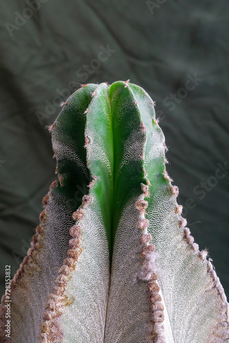 Decorative green cactus houseplant. Astrophytum ornatum photo