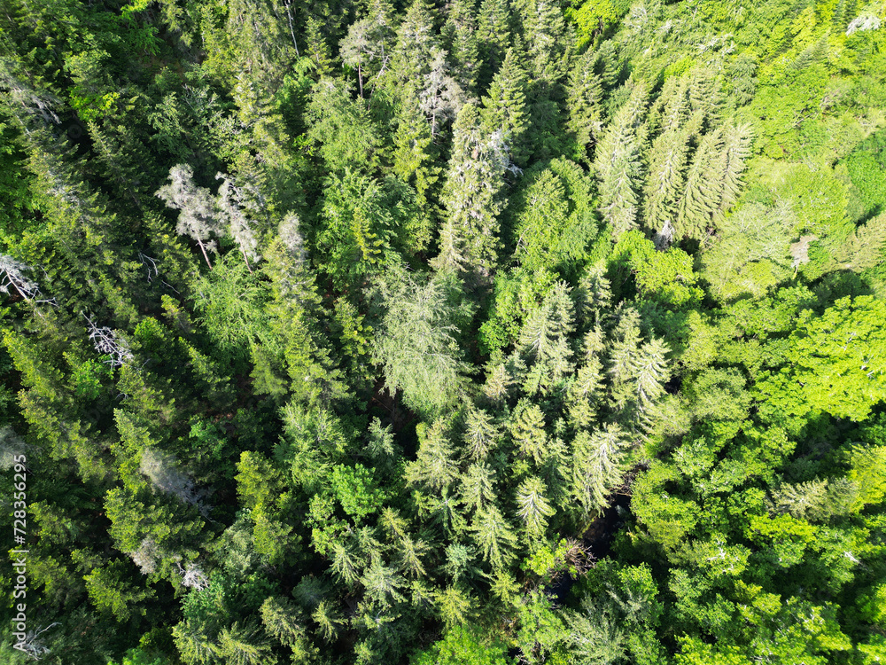 Forêt de sapin aux multiples couleurs au printemps vue du dessus Forêt de sapin aux multiples couleurs au printemps vue du dessus