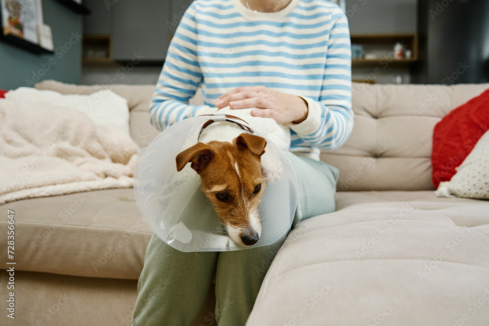 Woman strokes dog wearing medical plastic collar at home. Female owner care about cute dog in Elizabethan collar. Sad Jack Russell Terrier in pet cone in rehabilitation after medical treatment