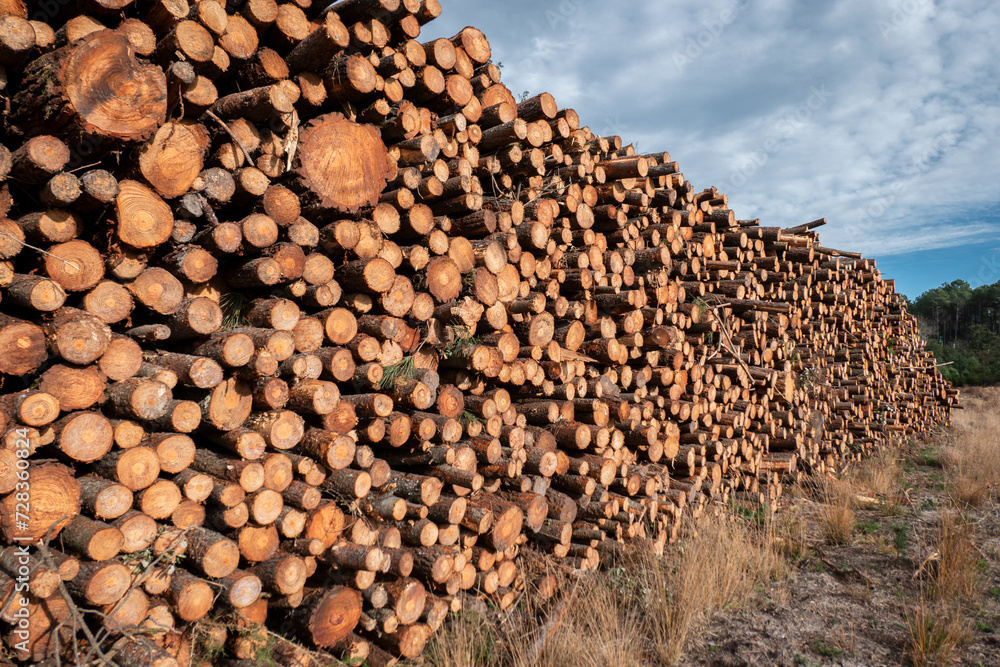 Empilhamento de troncos de pinheiro: Empilhados para a indústria da madeira