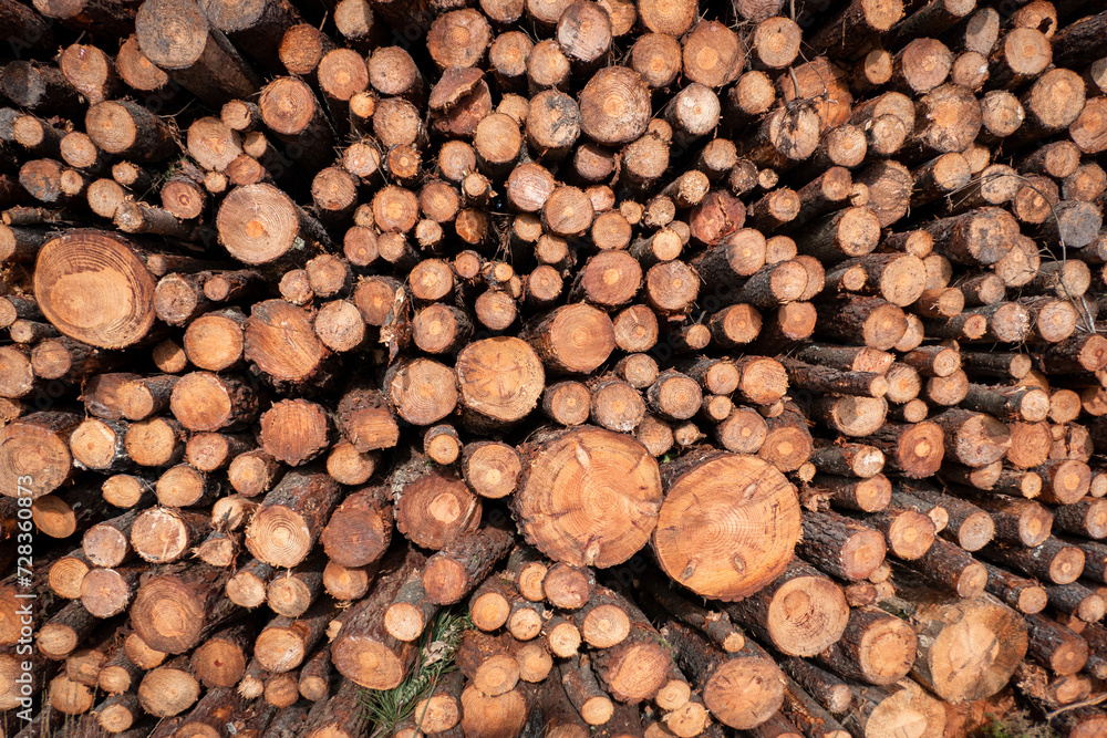 Arranjo ordenado de troncos de pinheiro a secar, preparando-se para a indústria da madeira Arranjo ordenado de troncos de pinheiro a secar, preparando-se para a indústria da madeira
