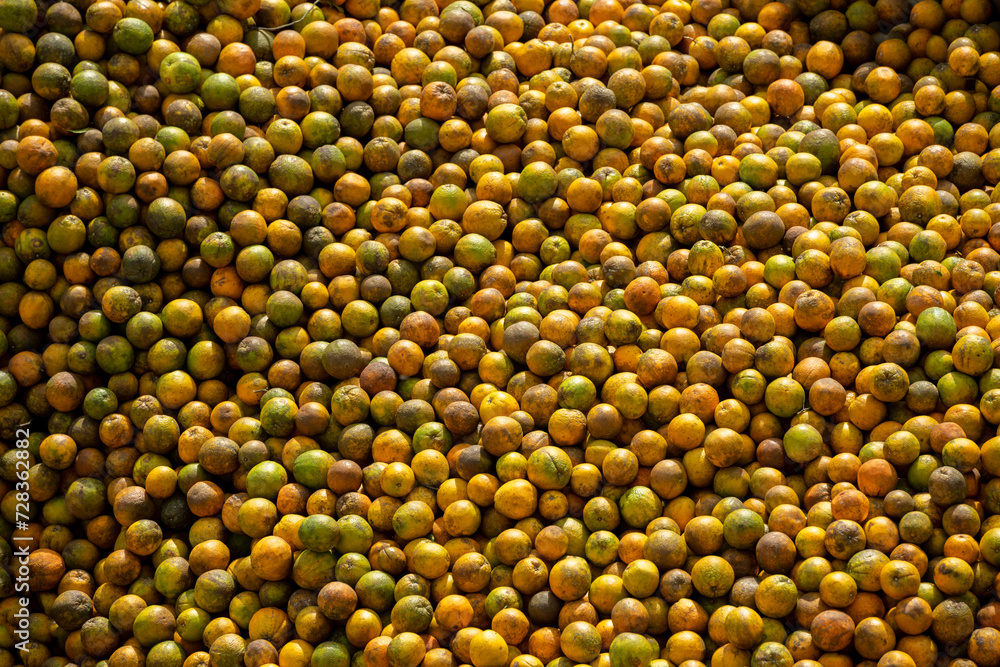 Freshly picked oranges in a juice factory - stock photo Freshly picked oranges in a juice factory - stock photo