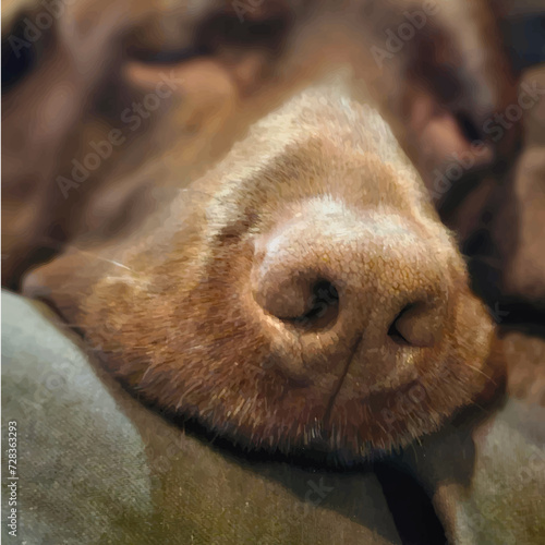 The face of a chocolate labrador retriever. Labrador dream.