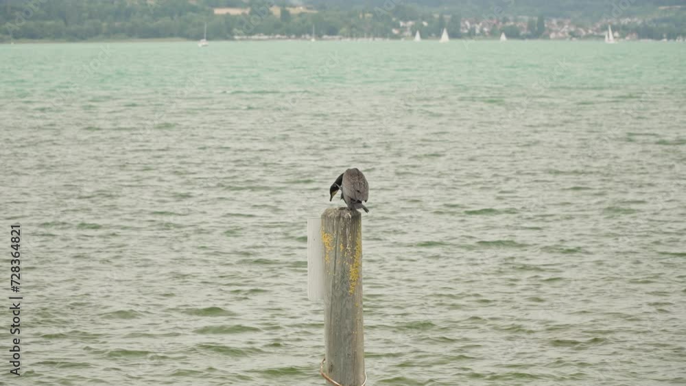 Cormorant bird, dark and sleek, stands on top of weathered isolated pole Cormorant bird, dark and sleek, stands on top of weathered isolated pole