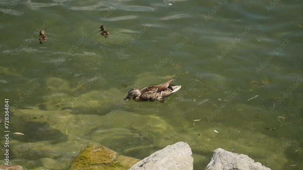 Duck and its young paddle through the water with charming coordination Duck and its young paddle through the water with charming coordination