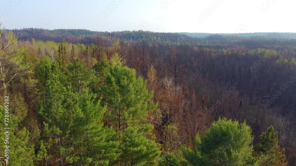 Stark contrast of green and burnt forests side by side across sprawling mountains in Canada Stark contrast of green and burnt forests side by side across sprawling mountains in Canada