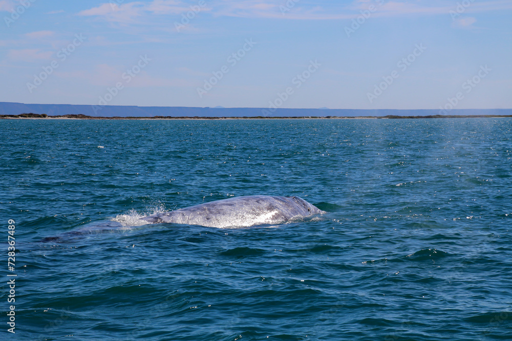 Obraz premium Gray whale at whale watching in Laguna San Ignacio Baja California, Mexico