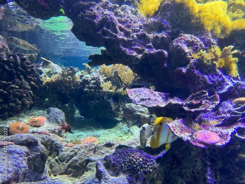 Fototapeta Naklejka Na Ścianę i Meble -  pesce tropicale