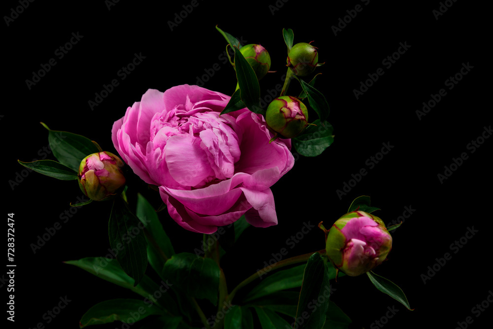 Low-Key Aufnahme einer rosa Pfingstrosenblume mit Blütenknospen mit einen schwarzen Hintergrund Low-Key Aufnahme einer rosa Pfingstrosenblume mit Blütenknospen mit einen schwarzen Hintergrund