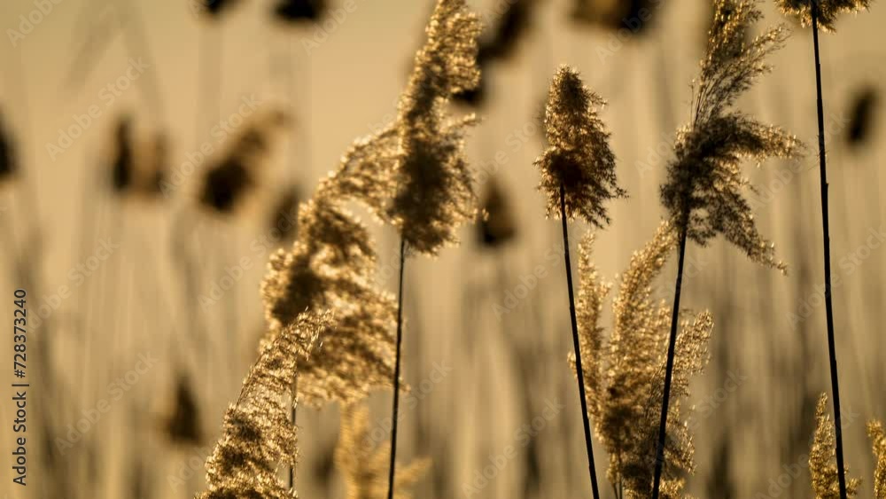 Reeds Perspective Reed swaying in wind at sunset. Wild grass on lake close up. Wetlands ...