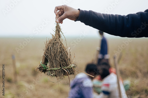 A man holding fresh roots of Indian Vetiver Grass (Chrysopogon zizanioides). photo
