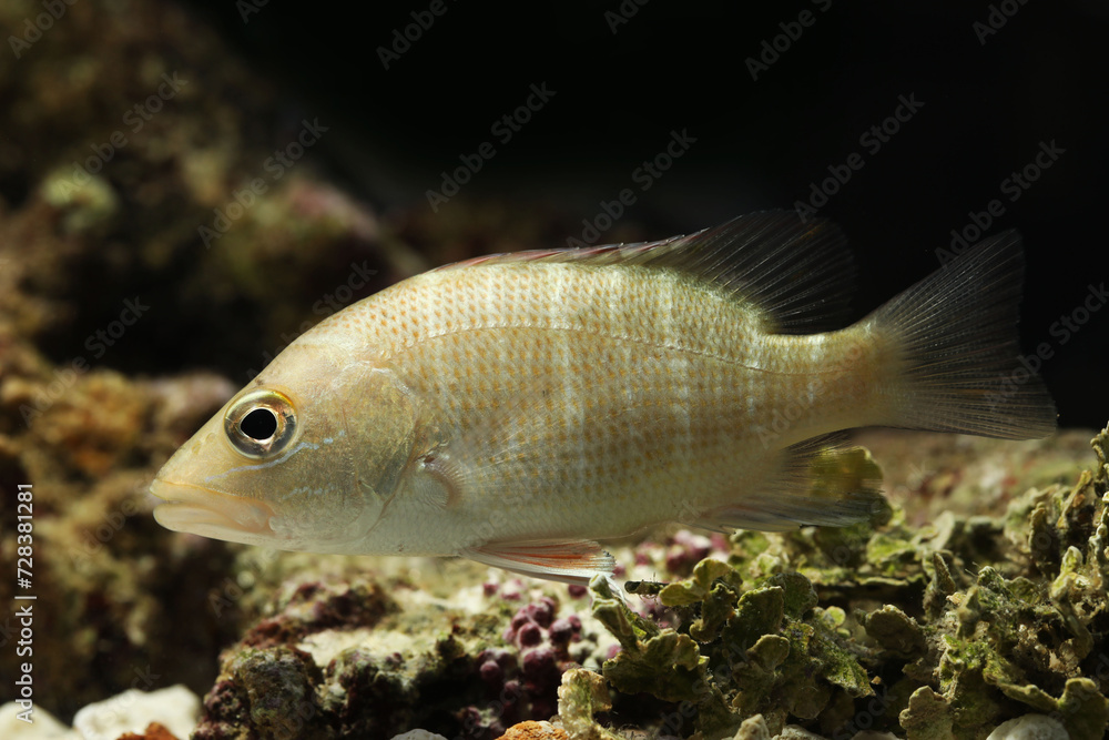 Juvenile Mangrove red snapper (commonly called mangrove jack within Australia), Lutjanus argentimaculatus Juvenile Mangrove red snapper (commonly called mangrove jack within Australia), Lutjanus argentimaculatus