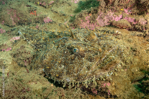 Monkfish on the bottom waiting for prey © Joern