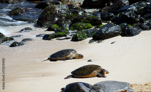 Turtle watching at Hookipa Beach, Hana Highway, Island of Maui, Hawaii, United States photo