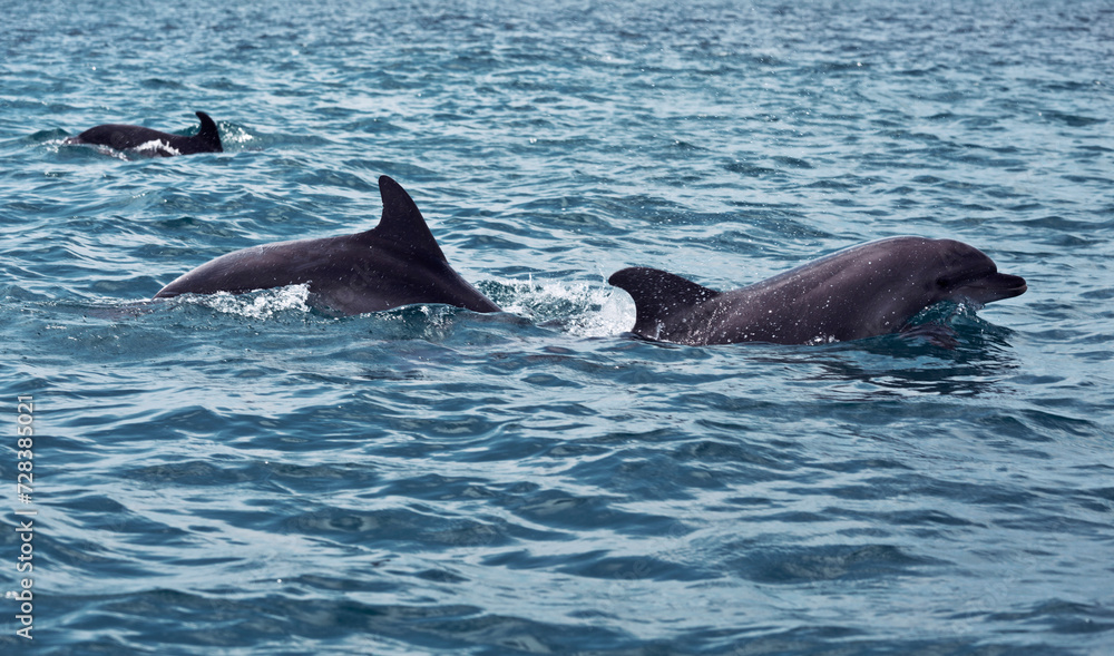 Obraz premium A flock of black sea bottlenose dolphins frolic in the Black sea. Russia
