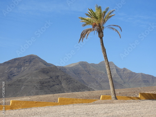 Sichtbares Lebenszeichen auf der ansonsten sehr kargen Insel Fuerteventura photo