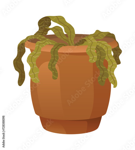 Withered wilted plant in pot. Foliage houseplant with dead dry leaves, sick ill leaf. Damaged dying spathiphyllum, faded flowers with disease. Flat vector illustration isolated on white background