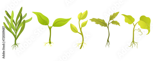 Plant sprouts. Seedling gardening plant. Seeds sprout in ground. Sprout, plant, tree growing agriculture icons. Vector hand draw flat illustration isolated on white background.