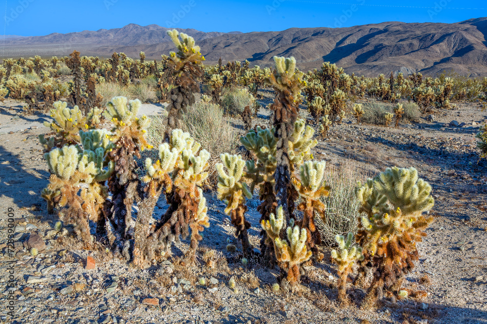 Cholla Cactus Garden in the Joshua tree national park in the Mojave desert Cholla Cactus Garden in the Joshua tree national park in the Mojave desert