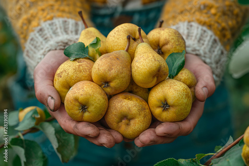 Hands of a woman holding pears in the garden.