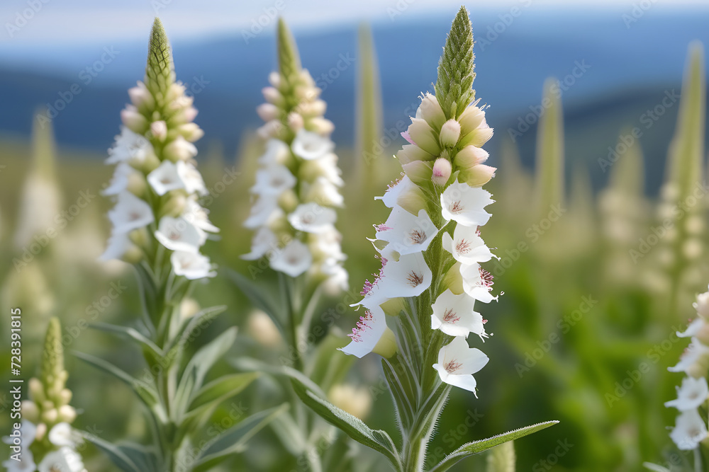 Close-up of White Foxglove Flowers in a Field with a Mountain Range in the Distance Close-up of White Foxglove Flowers in a Field with a Mountain Range in the Distance