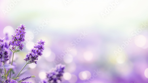 A close-up of lavender flowers with a blurred background. The flowers have a purple hue and are surrounded by greenery