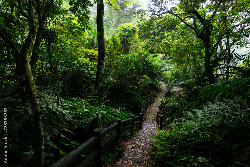 Fototapeta premium Small trail in the mountain hidden in the forest