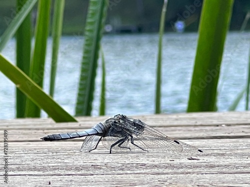 dragonfly resting on a branch