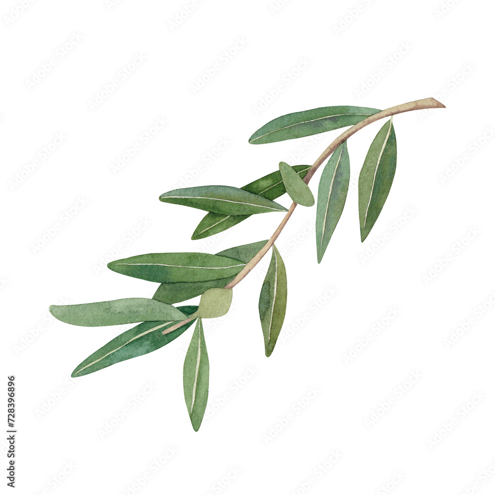 Fototapeta premium Watercolor olive branch with green leaves. Hand drawn illustration isolated on white background