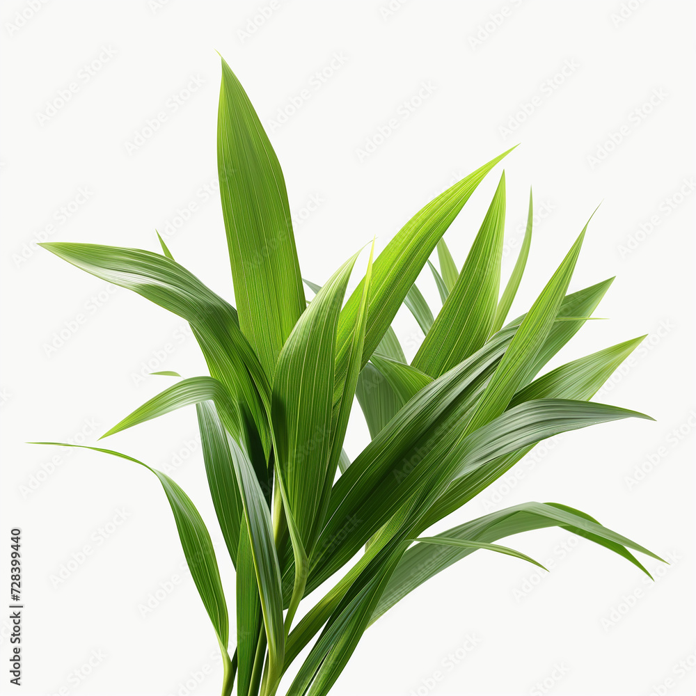 Fototapeta premium Flat lay (top view) of Fresh green pandan leaves isolated on white background.