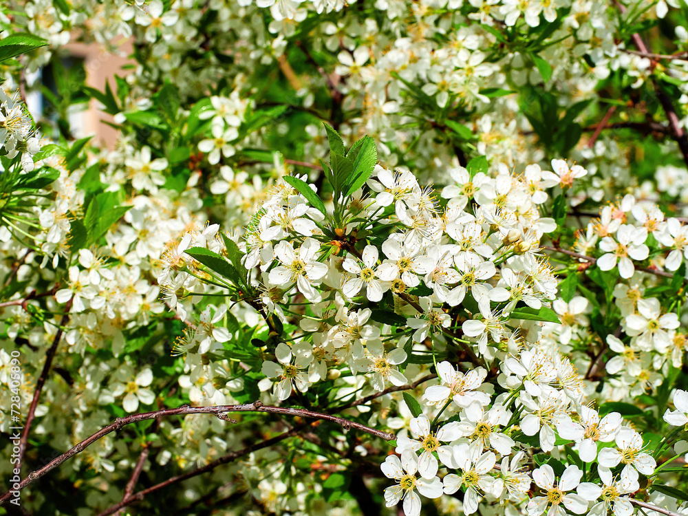 soft-focus. white Prunus mahaleb, mahaleb cherry, St Lucie cherry close-up in a green garden on a beautiful sunny spring day. background for designers, artists, computer desktop soft-focus. white Prunus mahaleb, mahaleb cherry, St Lucie cherry close-up in a green garden on a beautiful sunny spring day. background for designers, artists, computer desktop
