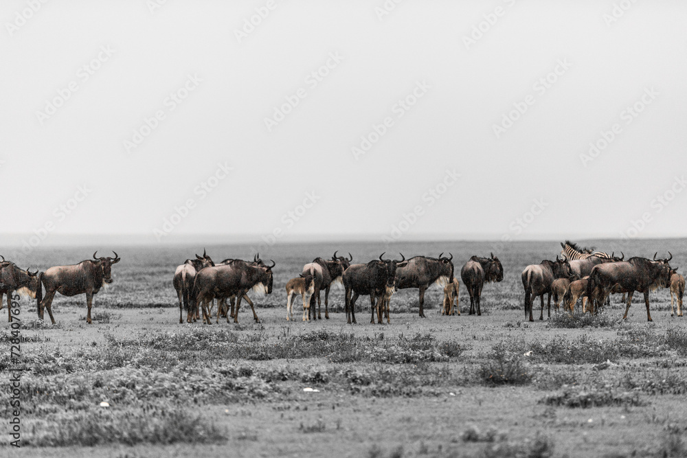 Wild zebras in Serengeti planes in Tanzania Wild zebras in Serengeti planes in Tanzania