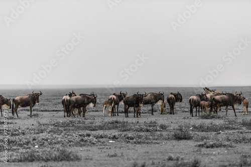 Wild zebras in Serengeti planes in Tanzania