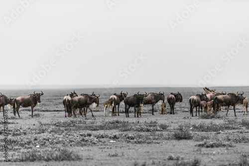 Wild zebras in Serengeti planes in Tanzania