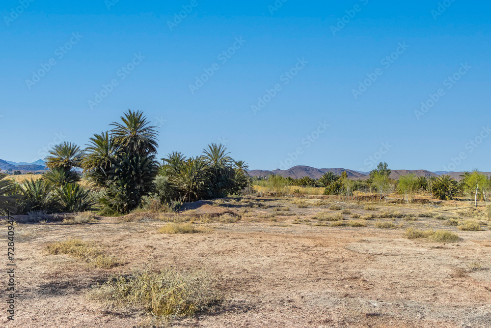 Ouarzazate. Morocco Palm trees next to a little oasis in the Sahara Desert, Morocco. Ouarzazate. Morocco Palm trees next to a little oasis in the Sahara Desert, Morocco.